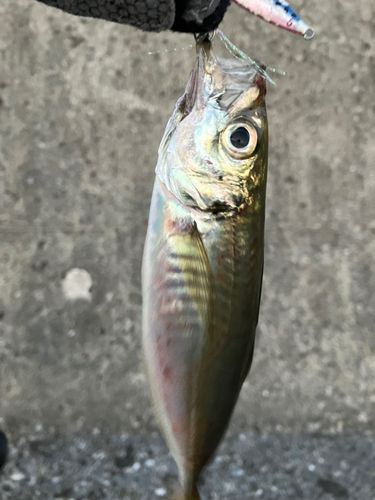 マアジの釣果