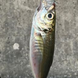 マアジ