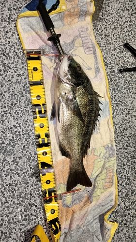 クロダイの釣果