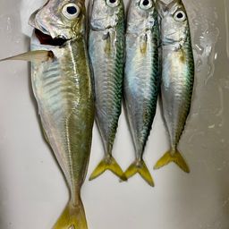 アジ