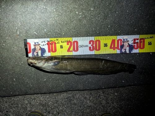 ナマズの釣果