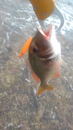 イソフエフキの釣果