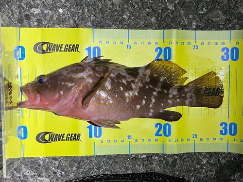 キジハタの釣果