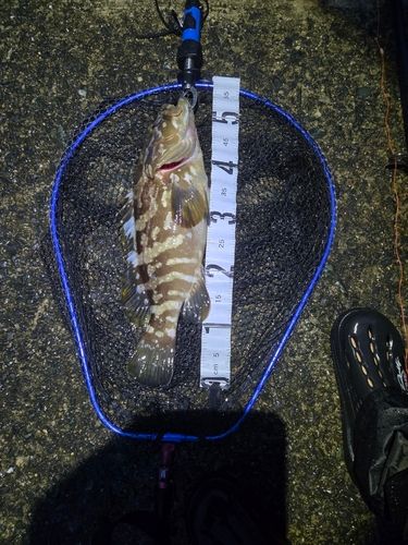 クエの釣果