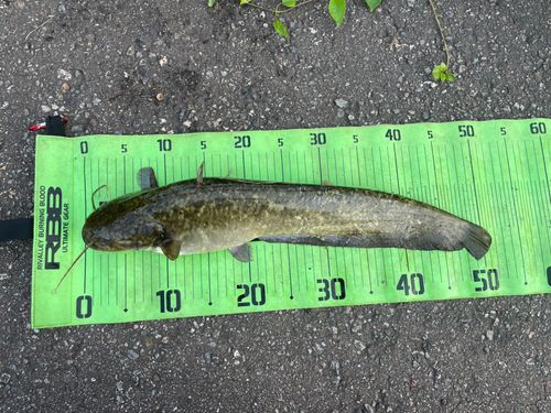ナマズの釣果