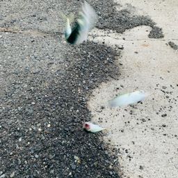 サバ