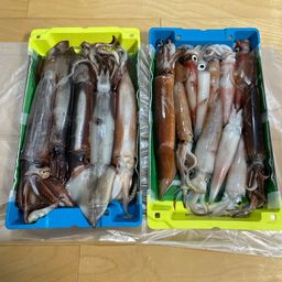 スルメイカ