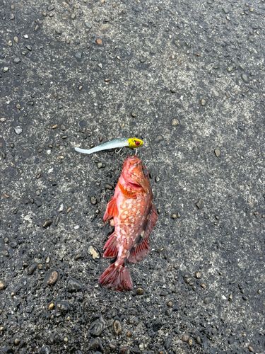 カサゴの釣果