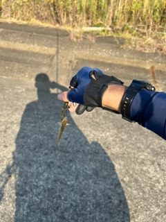 ハゼの釣果