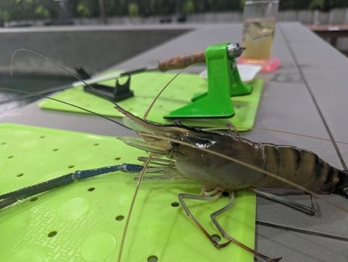 オニテナガエビの釣果