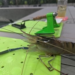 オニテナガエビ