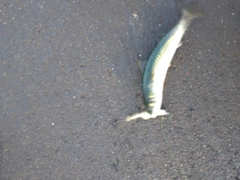 サバの釣果