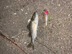 セイゴ（タイリクスズキ）の釣果