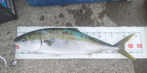 ブリの釣果