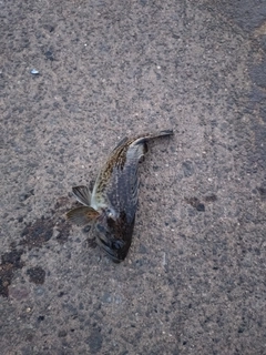 クロソイの釣果