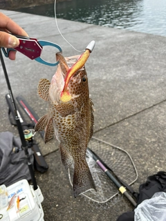 オオモンハタの釣果