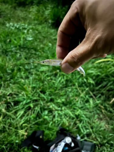サヨリの釣果