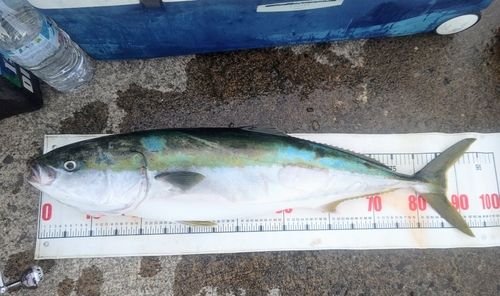 ブリの釣果