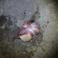 タコの釣果