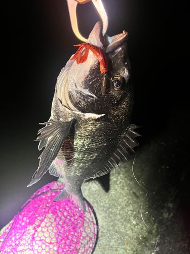 チヌの釣果