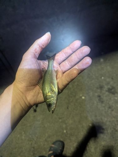 セイゴ（ヒラスズキ）の釣果