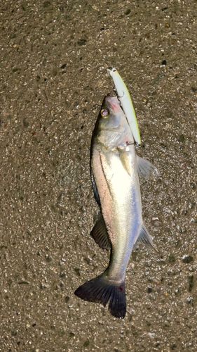 フッコ（マルスズキ）の釣果