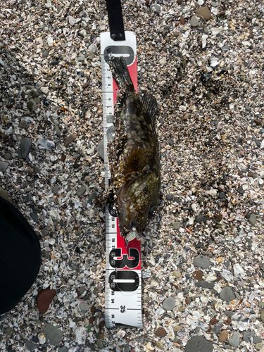 キジハタの釣果