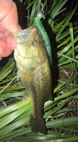 ブラックバスの釣果