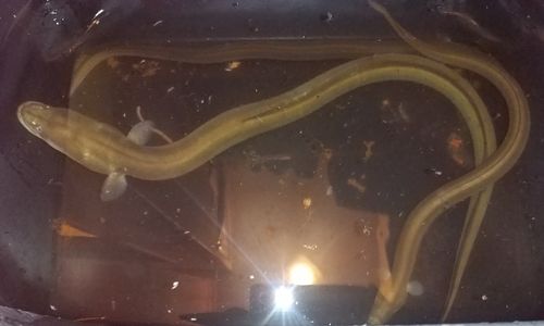 ウナギの釣果
