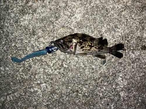 グレの釣果