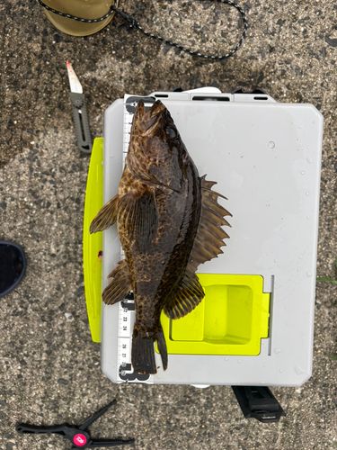 タケノコメバルの釣果