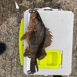 タケノコメバル