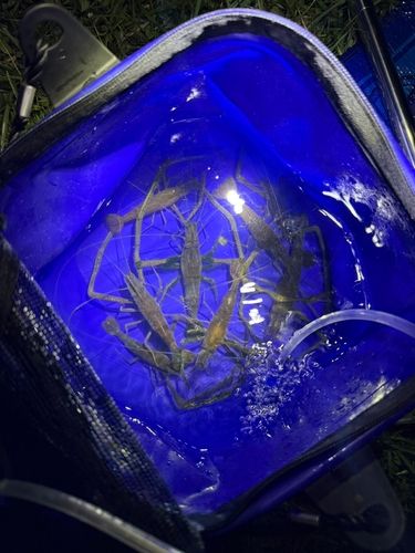 テナガエビの釣果