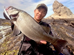 フッコ（ヒラスズキ）の釣果