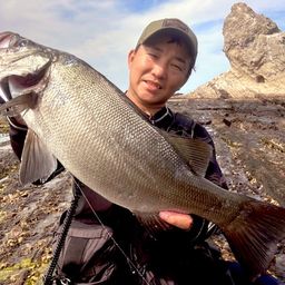 フッコ(ヒラスズキ)