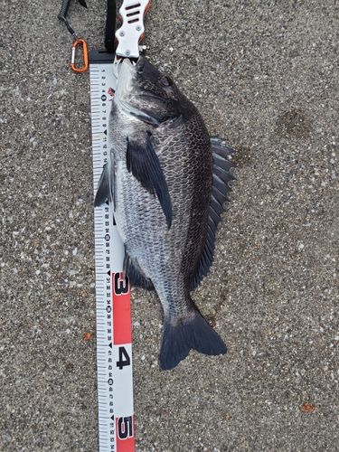 クロダイの釣果