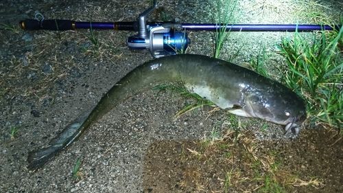 ニホンナマズの釣果