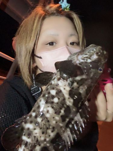 チャイロマルハタの釣果