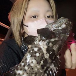 チャイロマルハタ