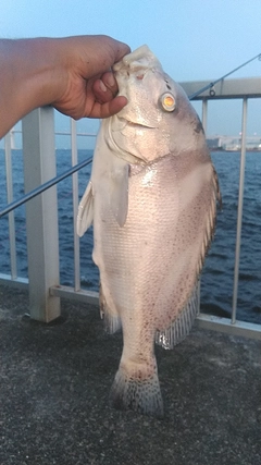 コショウダイの釣果