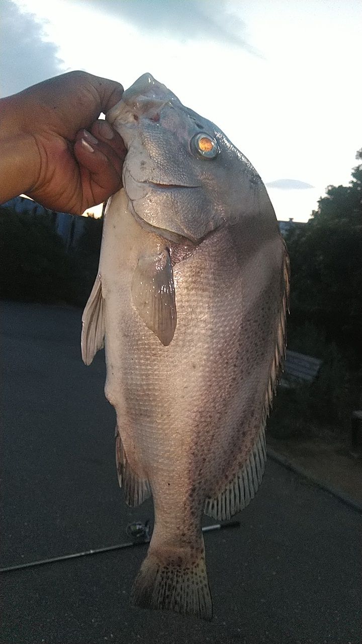 コショウダイ