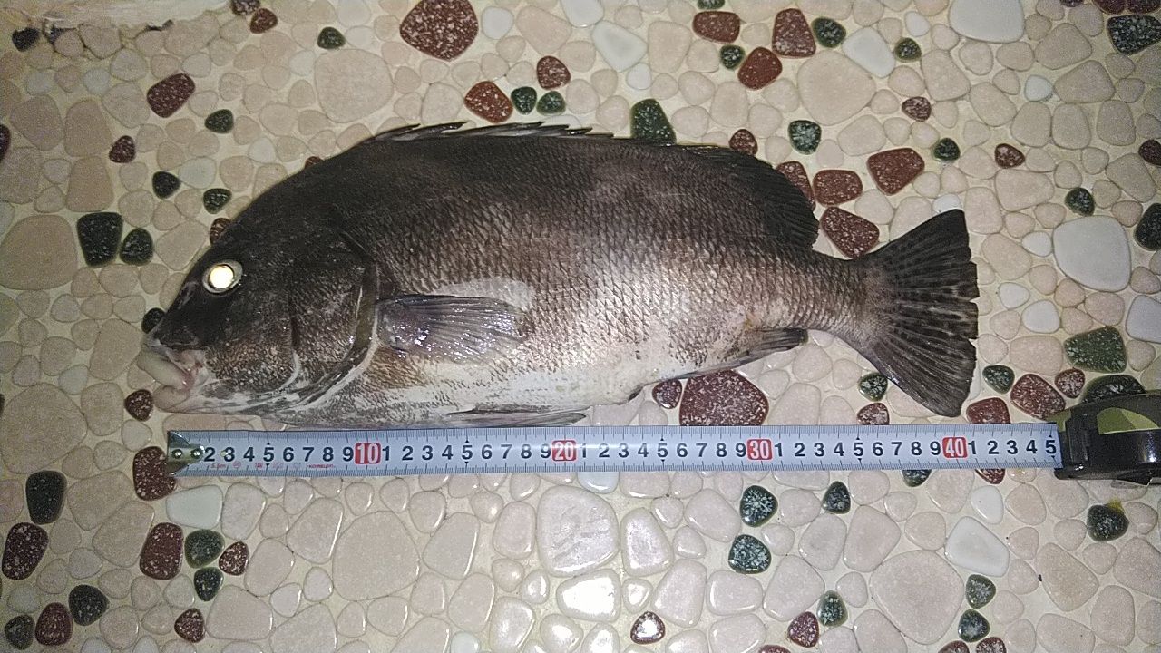 コショウダイ