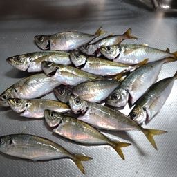 アジ