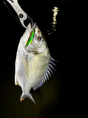 キビレの釣果