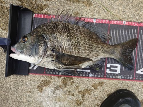 クロダイの釣果