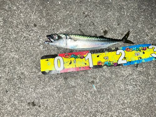 サバの釣果