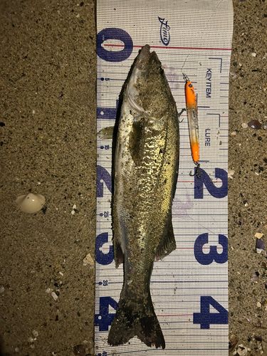 フッコ（マルスズキ）の釣果