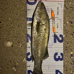 フッコ（マルスズキ）