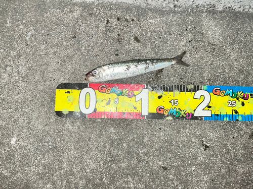 イワシの釣果