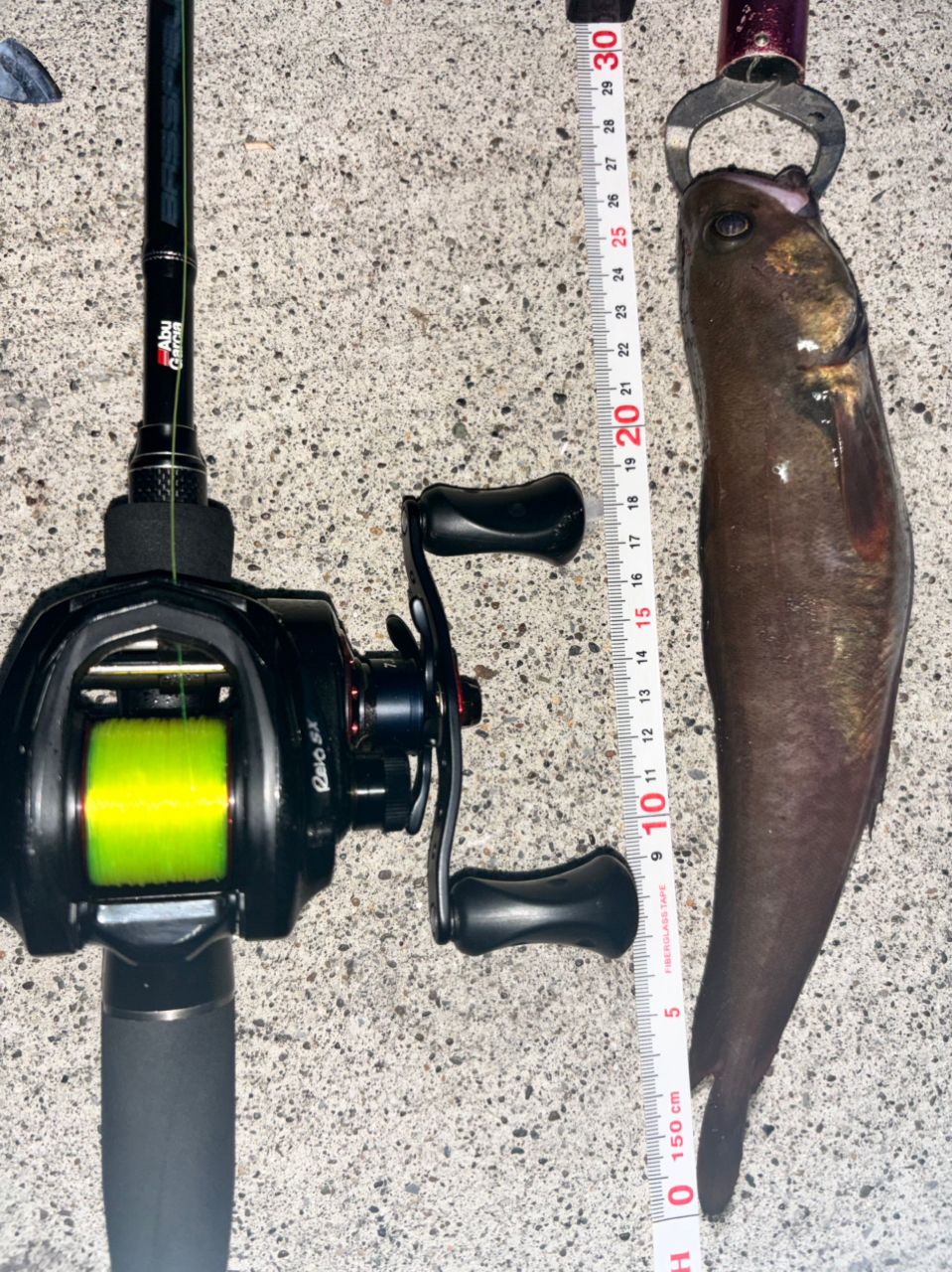 エゾイソアイナメ